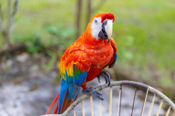 Obraz premium Scarlet macaw perched on a branch with red, yellow, and blue plumage and long tail feathers. Tropical parrot species in natural rainforest habitat showing wildlife detail, biodiversity, exotic bird