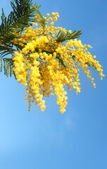 spring nature image. blossoming yellow mimosa twigs against blue sky background. symbol of festive spring season, 8 March holiday. fluffy yellow buds of flowering mimosa close up. copy space