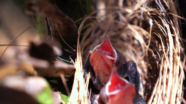 Tiny, featherless baby birds sitting in their cozy nest, opening their bright red beaks wide and chirping while eagerly waiting for their parents to bring them food during a sunny day