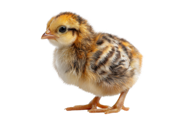 Small chick stands on a white surface with soft feathers and short legs in its surroundings