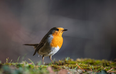 Closeup of european robin on the ground with blur background