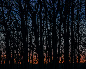 Silhouettes of leafless trees against a dramatic twilight sky with a warm orange horizon and deep blue tones