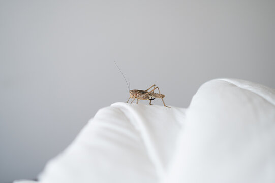 Saltamontes hembra aislado sobre fondo blanco