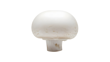 Mushroom's Simplicity: A single, pristine mushroom isolated, offering a stark contrast of texture, color and form, invites a culinary or aesthetic exploration.