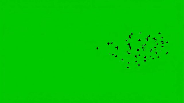 Dramatic flock of birds flying against vibrant green screen background