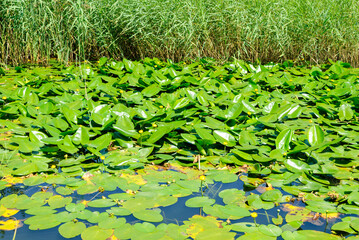 Lush green water lilies and reeds covering a calm pond in summer sunlight, creating a vibrant natural wetland background.
