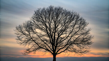 Silhouetted tree at sunset