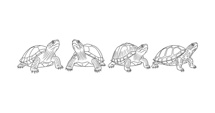 Line art of four turtles in various poses on white background
