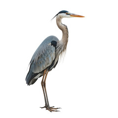 Obraz premium Great Blue Heron Stands Tall by the Water in Natural Light During Daytime