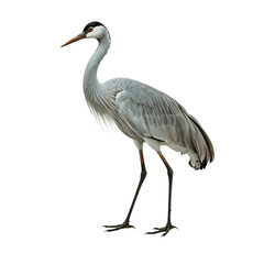 Fototapeta premium Large Crane Stands Tall on a White Background During a Sunny Day