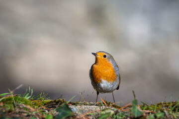 Closeup of european robin on the ground with blur background