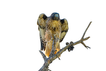 Red-tailed Hawk (Buteo jamaicensis) Photo, Just Landed, on a Isolated, Transparent PNG Background
