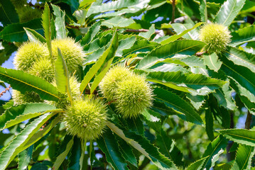Green chestnut burrs growing on a tree branch with fresh leaves, illuminated by sunlight, symbolizing nature, agriculture, and late summer growth.