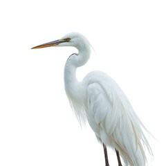 Fototapeta premium Great Egret Stands Tall With Its Long Neck and Sharp Beak Against a Plain White Background