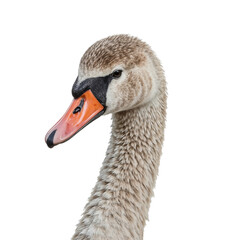 Obraz premium Swan With a Long Neck Displays Its Features Against a Plain Background