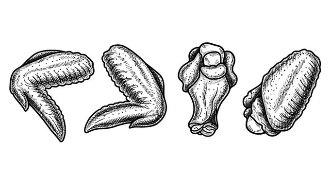 Hand-drawn chicken wings illustration featuring various wing parts in detail