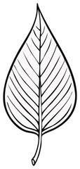 Simple Outline Drawing of a Leaf with Visible Veins in Black and White
