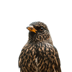 Obraz premium Bird With Spotted Feathers and Bright Orange Beak Stands Against Plain Background