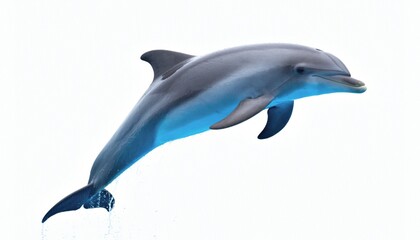 Graceful Bottlenose Dolphin Leaping