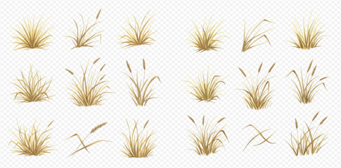 Set of dry grass and reeds, various natural plant elements for landscape design and decoration. © Akun