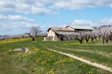 Obraz premium Abricotiers dans la Drome 