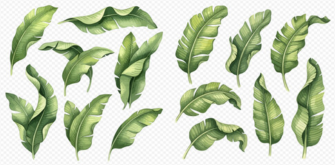 Set of watercolor banana leaves, tropical foliage elements for design, isolated on transparent background.