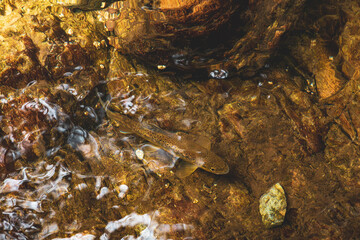 Bachforelle im Schwarzwald 