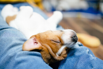 A tranquil puppy dozing off on a humans denim lap, capturing the essence of trust, relaxation, and...