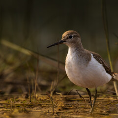 Sandpiper in Stillness: A Study of Earth and Feather