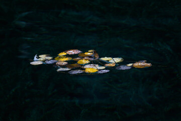 Professional high-contrast image of autumn leaves and a feather floating on dark rippled water....