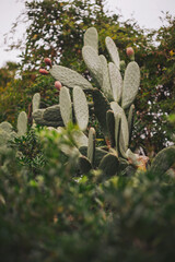 A cactus stands with pink buds on its pads while green plants surround it. The scene is set during daylight in a garden, showing the richness of plant life