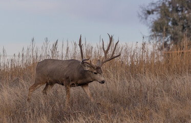 Mule Deer Buck During the Fall Rut in Colorado
