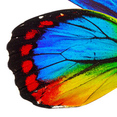 Macro Close-Up of Tropical Butterfly Wing &ndash; Vibrant Blue, Yellow, and Red Patterns