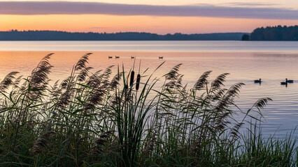 Lake shoreline with reeds and grasses gently swaying.