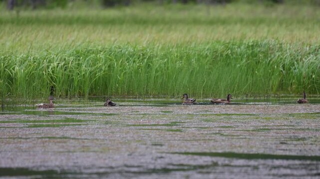 Mallard ducks male and  female on water close up