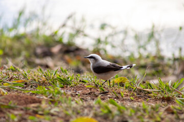 Obraz premium little bird