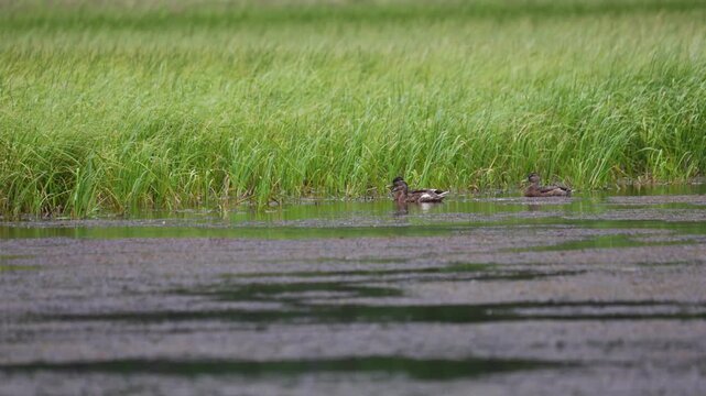 Mallard ducks male and  female on water close up