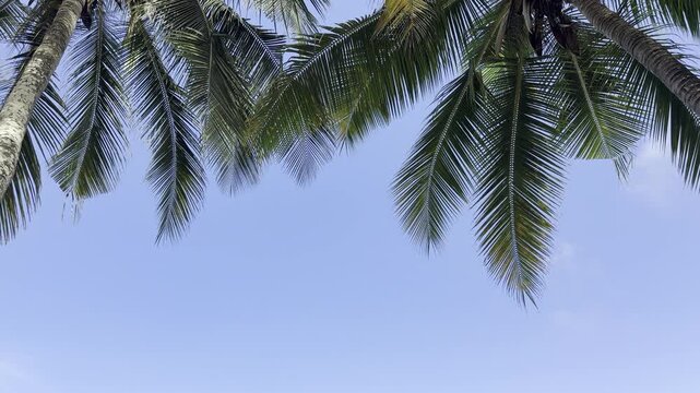 Mauritius Pereybere beach, Mauritius island life, palm tree