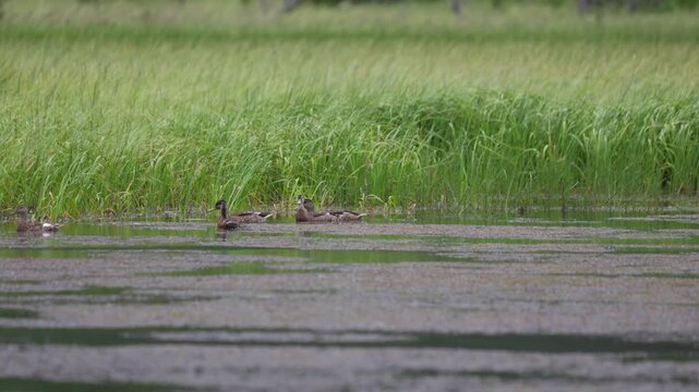 Mallard ducks male and  female on water close up