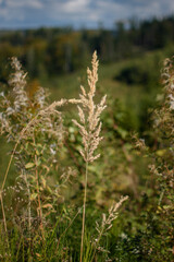 Fototapeta premium Grashalm 