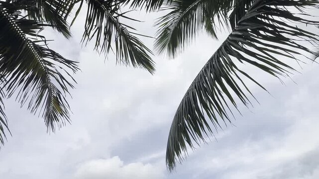 Mauritius Pereybere beach, Mauritius island life, palm tree