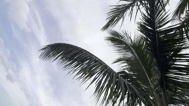 Mauritius Pereybere beach, Mauritius island life, palm tree