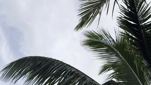 Mauritius Pereybere beach, Mauritius island life, palm tree