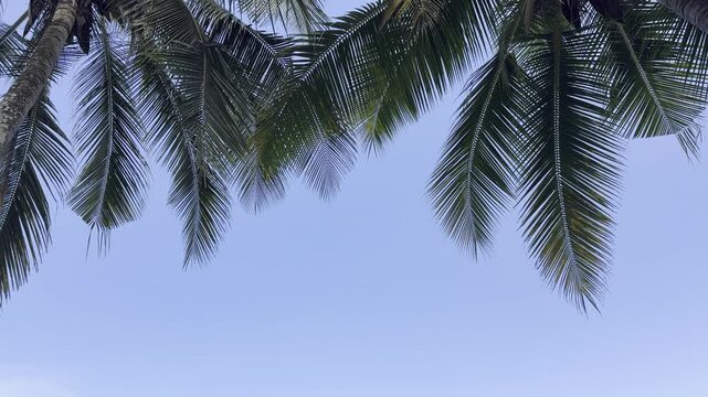 Mauritius Pereybere beach, Mauritius island life, palm tree