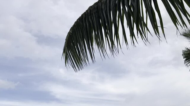 Mauritius Pereybere beach, Mauritius island life, palm tree