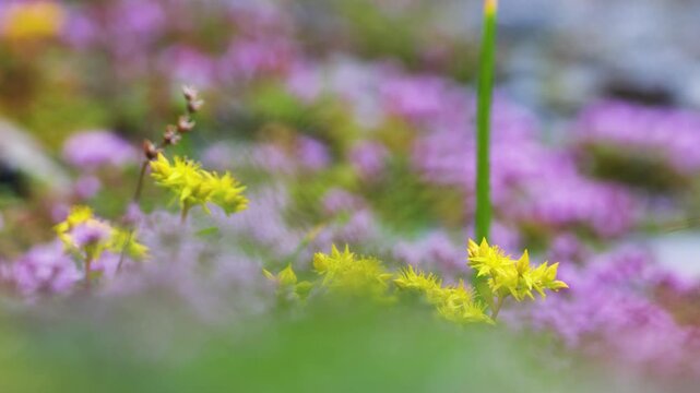 Blooming sticky catchfly or Viscaria vulgaris