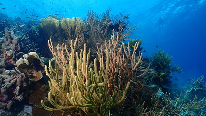 Wide-angle underwater photograph of a healthy branching coral reef (staghorn-like formations) with small reef fish swimming above a dense coral garden in clear tropical water. 