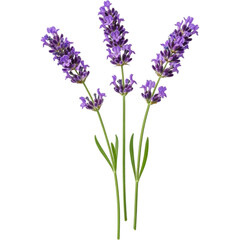 Naklejka premium A beautiful lavender plant with purple flowers on transparent background