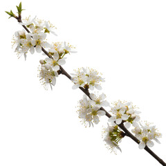 Obraz premium Delicate white blossoms on a dark branch isolated on transparent background