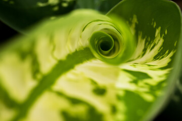 Fibonacci essence in nature; the growth spiral of the dumbcane leaf; Dieffenbachia Seguine